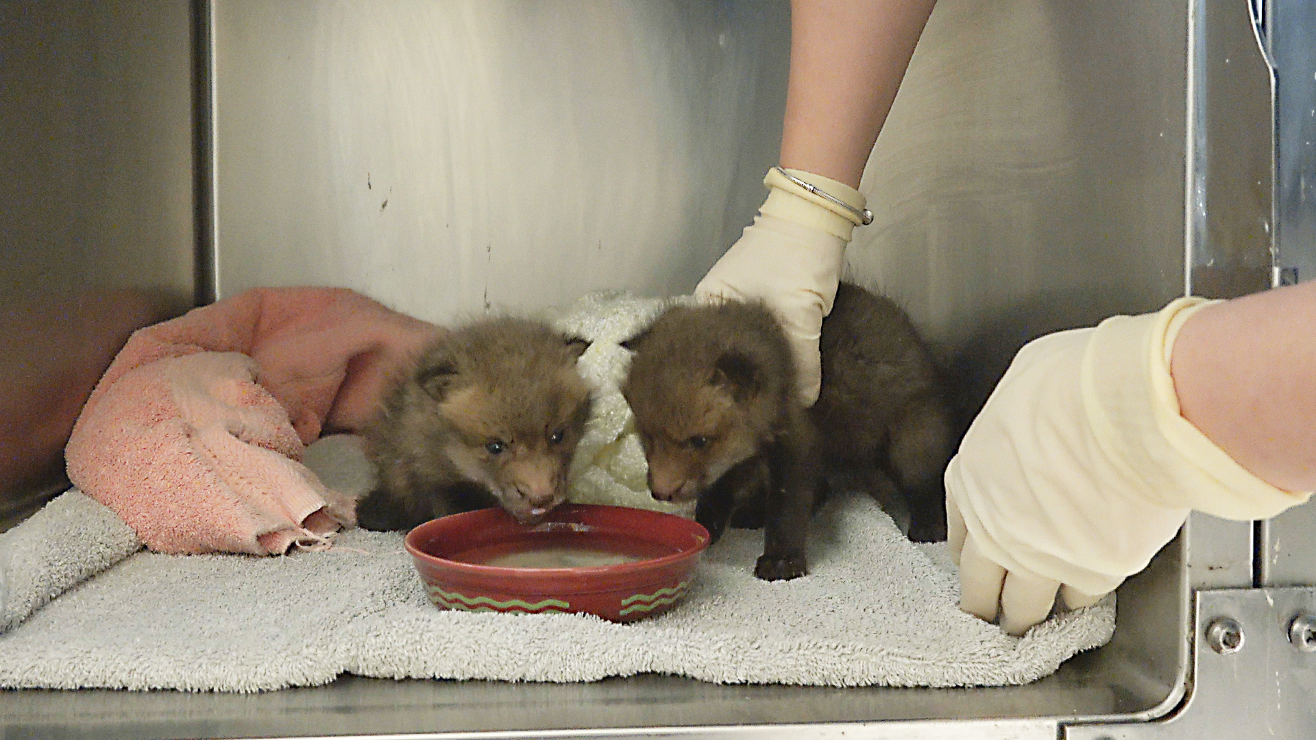 Hope for Wildlife S6E1 Hope for the Best Knowledge.ca